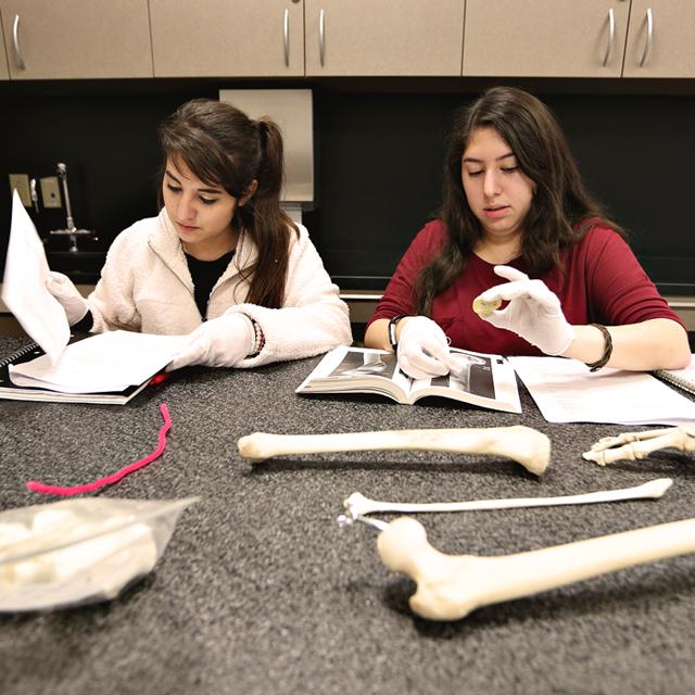 Two female students examine bone samples in an Anthropology class
